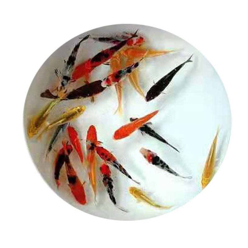 混搭锦鲤观赏鱼活鱼淡水鱼多种品种锦鲤鱼活体好养易活小鱼苗金鱼