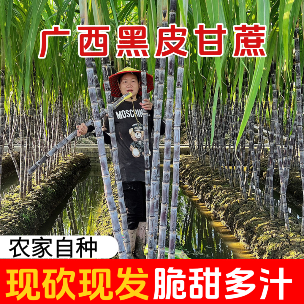 小条甘蔗（儿童甘蔗）广西黑皮水果甘蔗现砍现发新鲜脆甜多汁/9斤