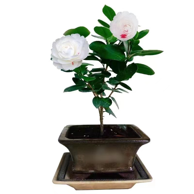 抓破美人脸挂线嫦娥彩名贵稀有福建龙岩精品Q茶花盆栽.绿植花卉