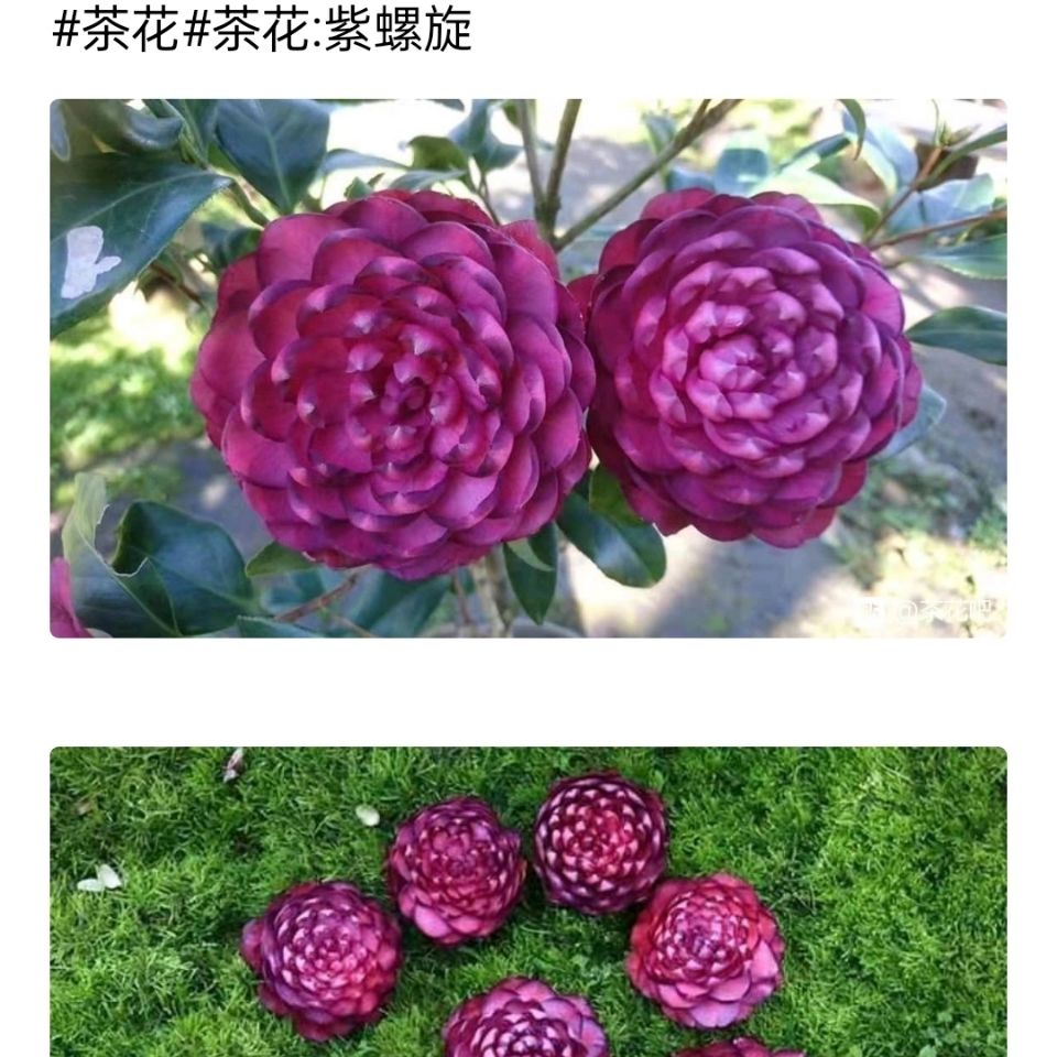 紫螺旋茶花 进口茶花紫色 螺旋茶花福建龙岩稀少盆栽茶花好养苗