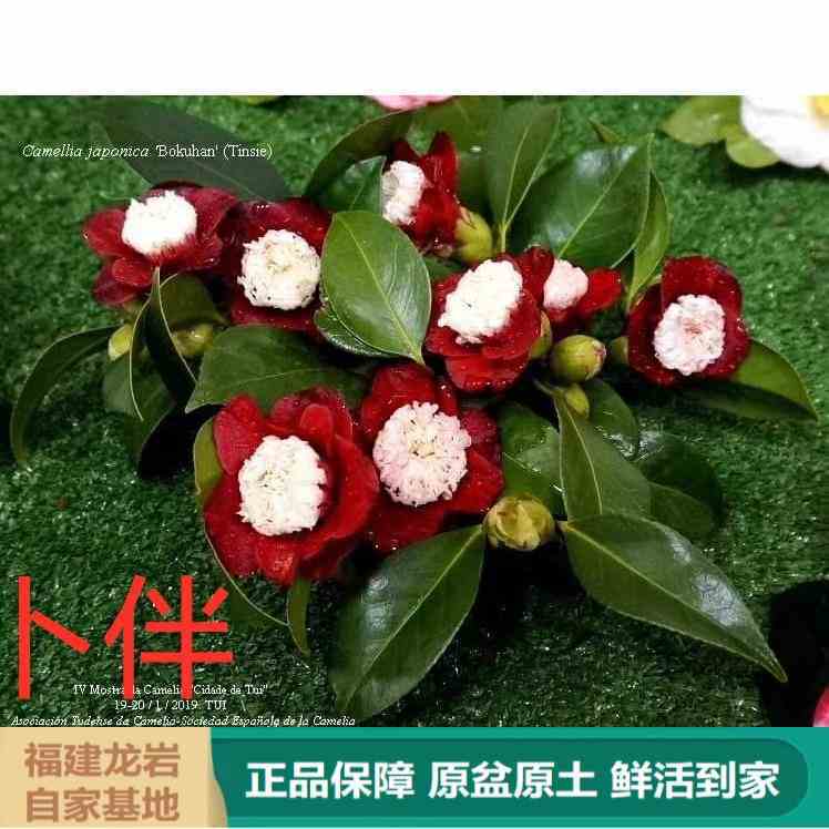 红卜伴日本进口稀缺品种新品种绿植盆栽四季常绿阳台庭院花卉