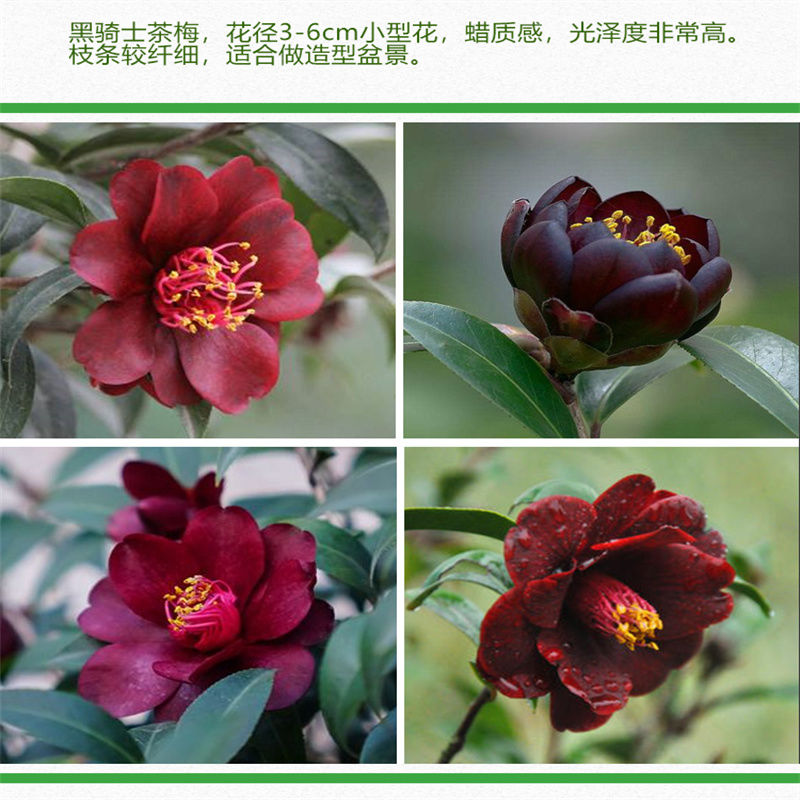 黑骑士山茶花盆栽名贵树苗室内盆栽阳台花卉庭院四季绿植盆景精选