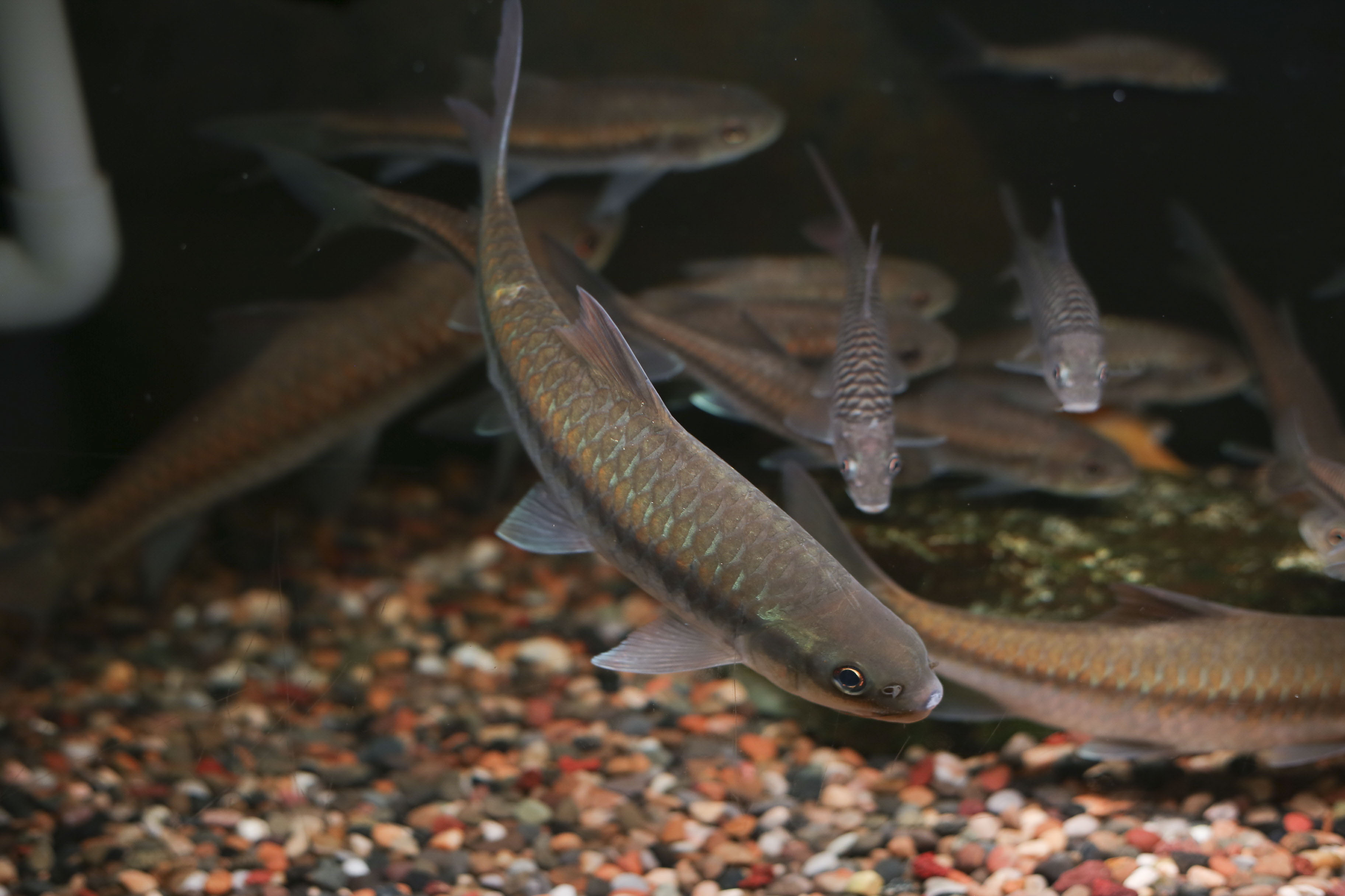 观赏鱼运费（不退不退）