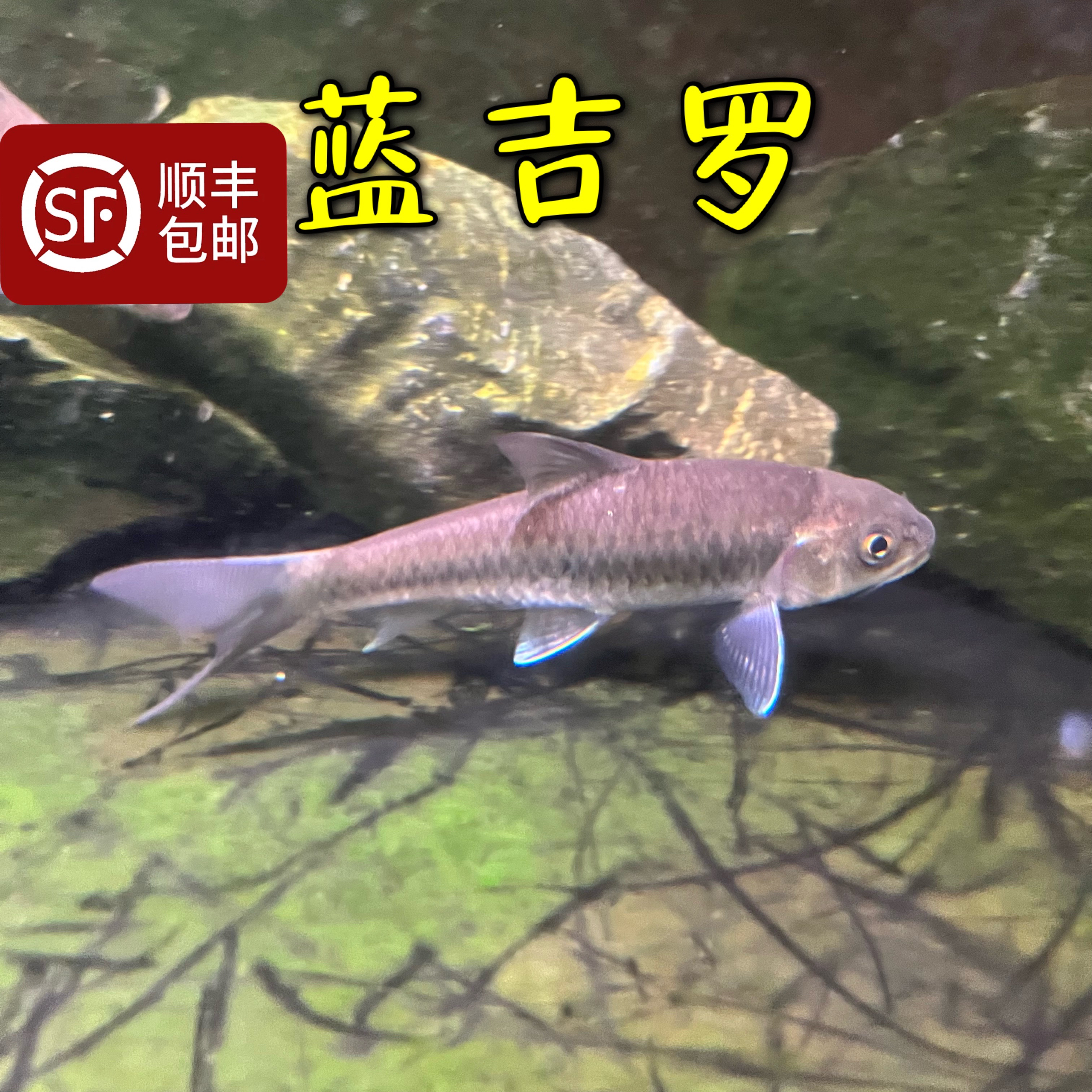 保山蓝吉罗 保山新光唇 清水河原生大型冷水10至33度顺丰发稀有鱼
