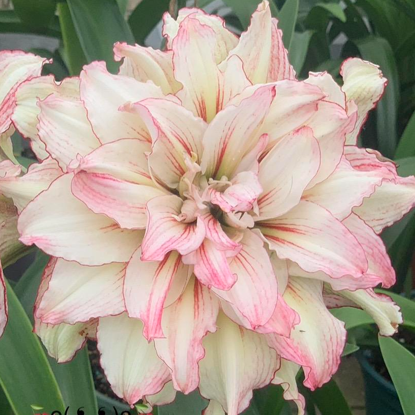 澳朱  安吉拉  朱顶红基地球苗   进口朱顶红 品种