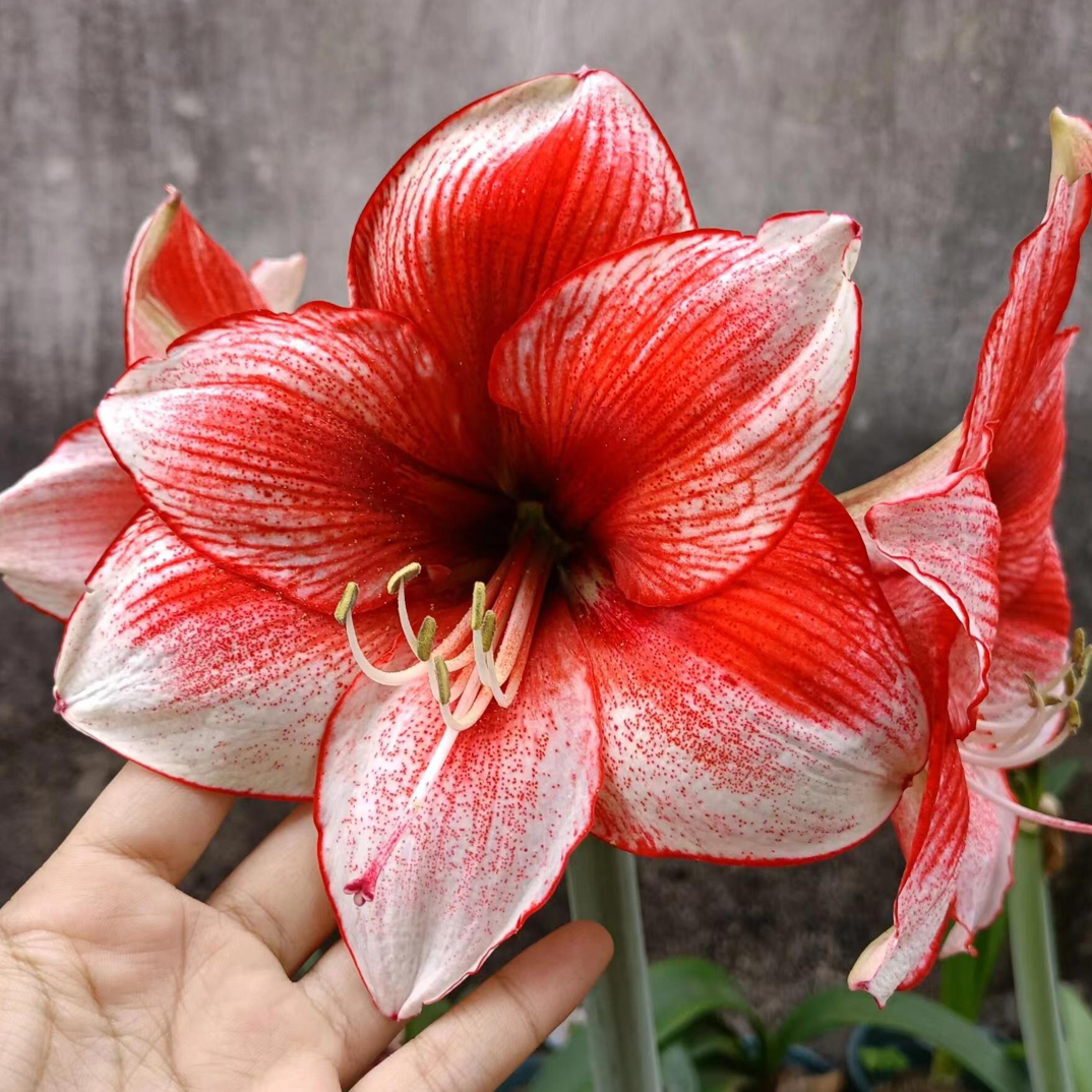  「星尘」荷兰基地朱顶红 种球  一单包邮