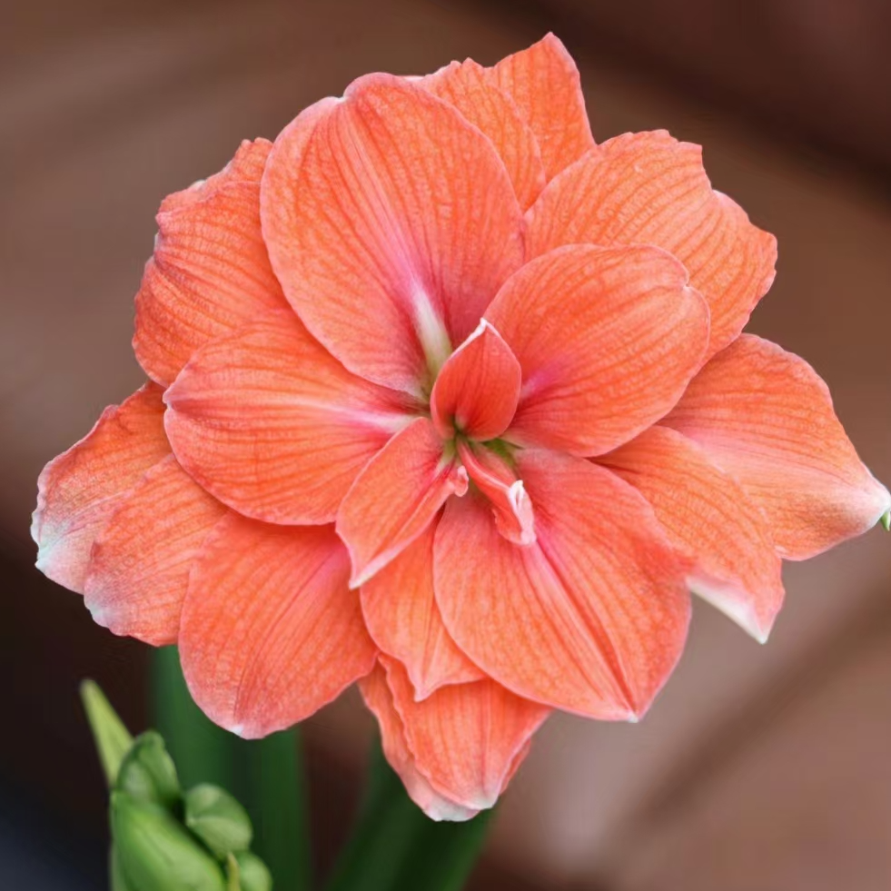 「蒂卡珊瑚/珊瑚仙子」重瓣 朱顶红 <一单包邮>