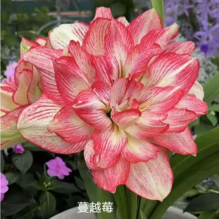 澳朱「蔓越莓」重瓣自然球 澳洲品种朱顶红种球