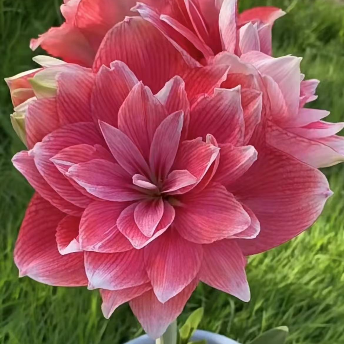 荷兰「双梦」基地球 重瓣 荷兰朱顶红球苗