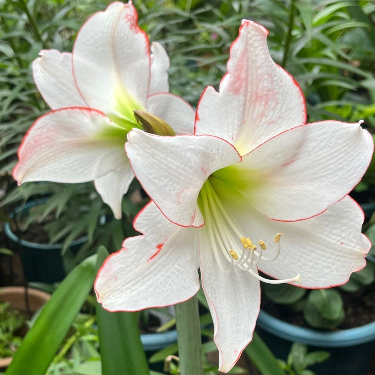 「花边石竹」荷兰进口朱顶红 多年生种球 实际偏小