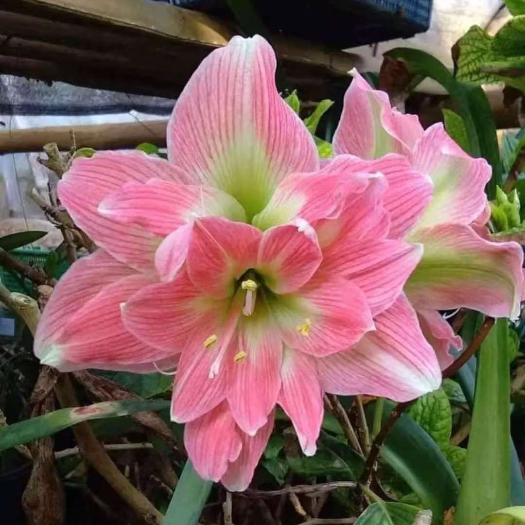 泰朱经典「双色粉」重瓣自然球 进口品种 多年生 