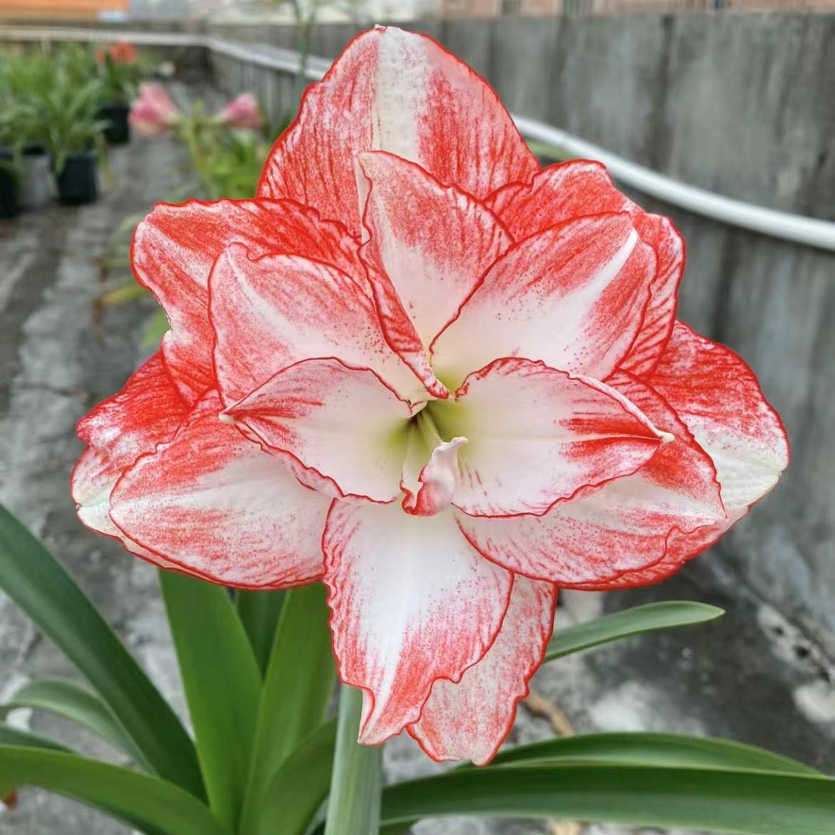 「火焰孔雀」进口品种 重瓣 秘鲁进口朱顶红种球