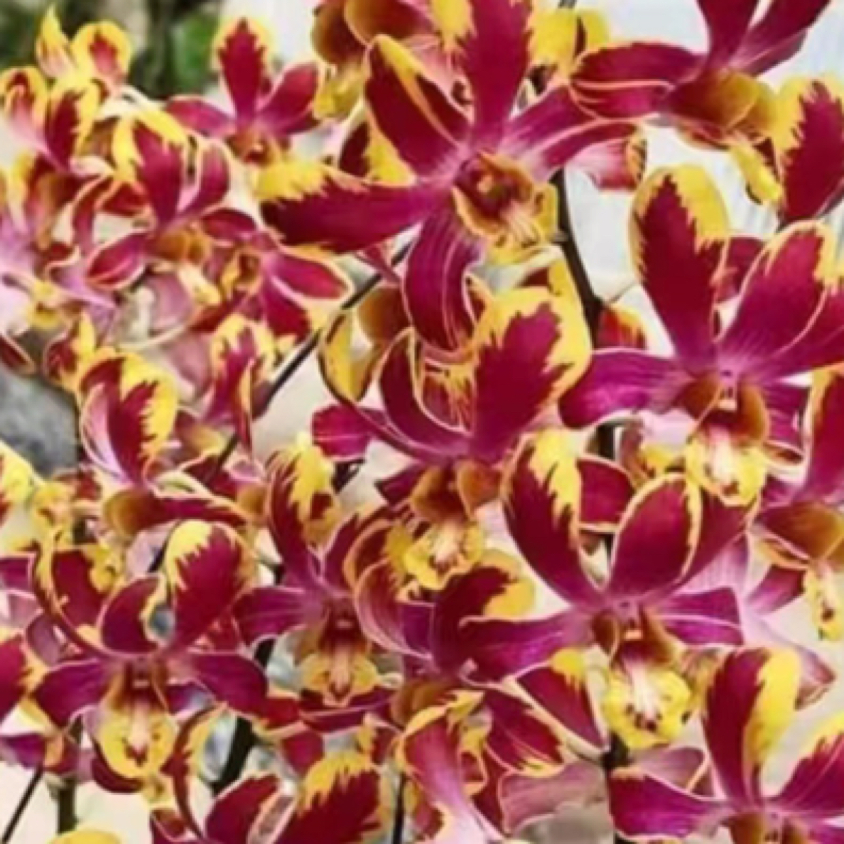 泰国秋石斛兰花秋季开花适合阳台客厅庭院种植施肥养护