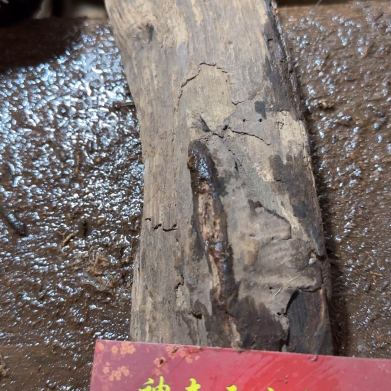 【闪购商品】贡木其他?*定制