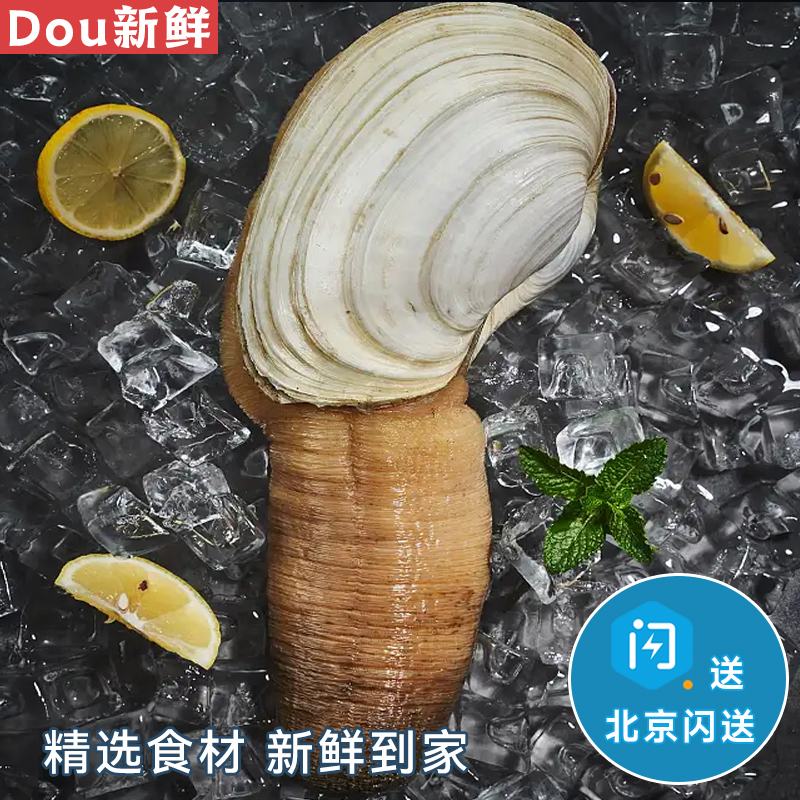 2-3斤/只 鲜活象拔蚌 【加拿大进口干蚌】刺身高档海鲜食材 海鲜水产