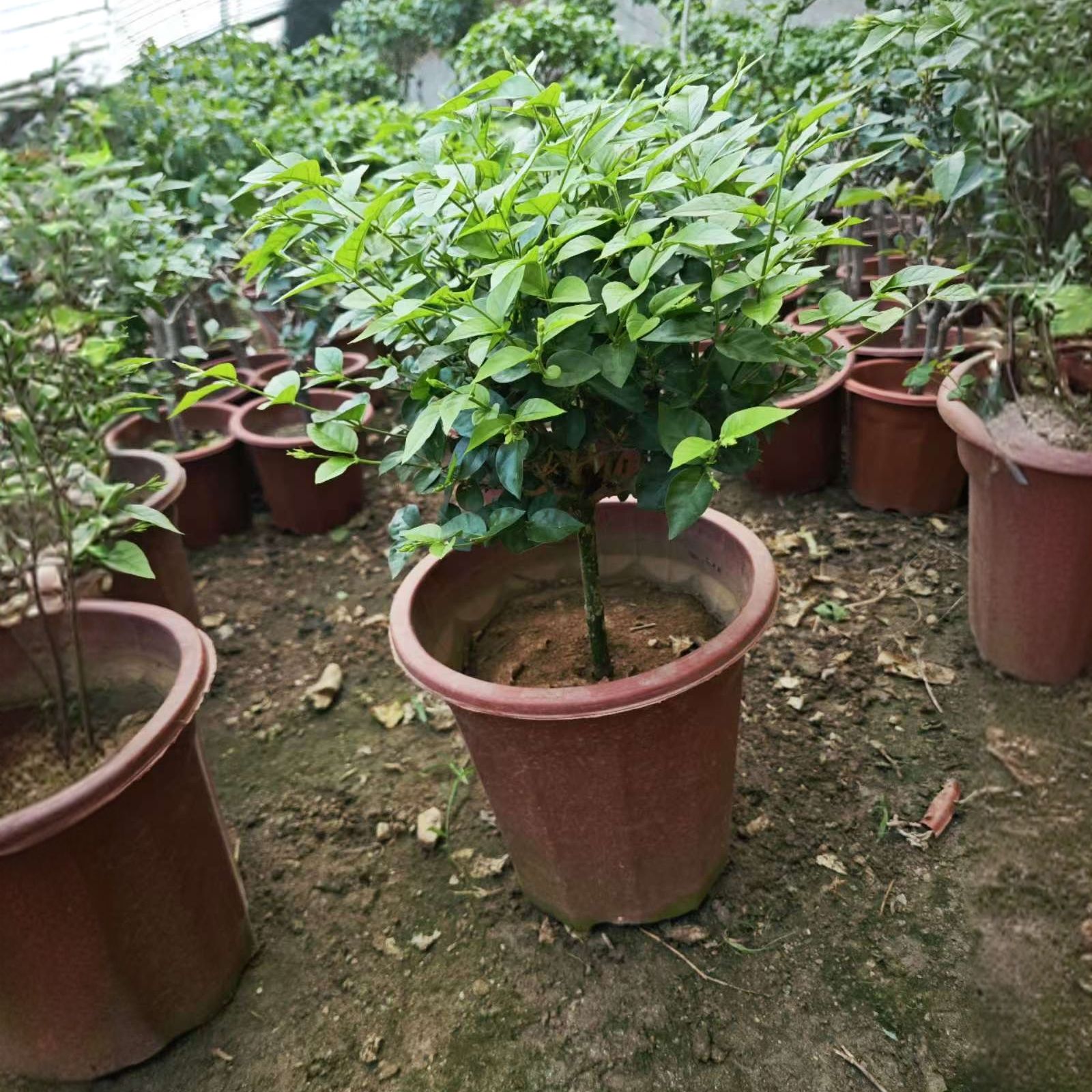 新款单瓣笔尖茉莉花独本盆栽精品老桩棒棒糖盆景带花苞