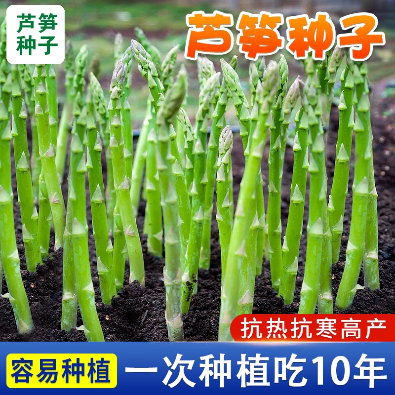 【9.99元3包】绿芦笋种子四季芦笋盆栽嫩种子植春秋庭院蔬菜种子