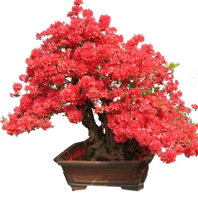 杜鹃映山红赤楠 老鸭柿等精品老桩绿植盆景树桩直播间一物一拍