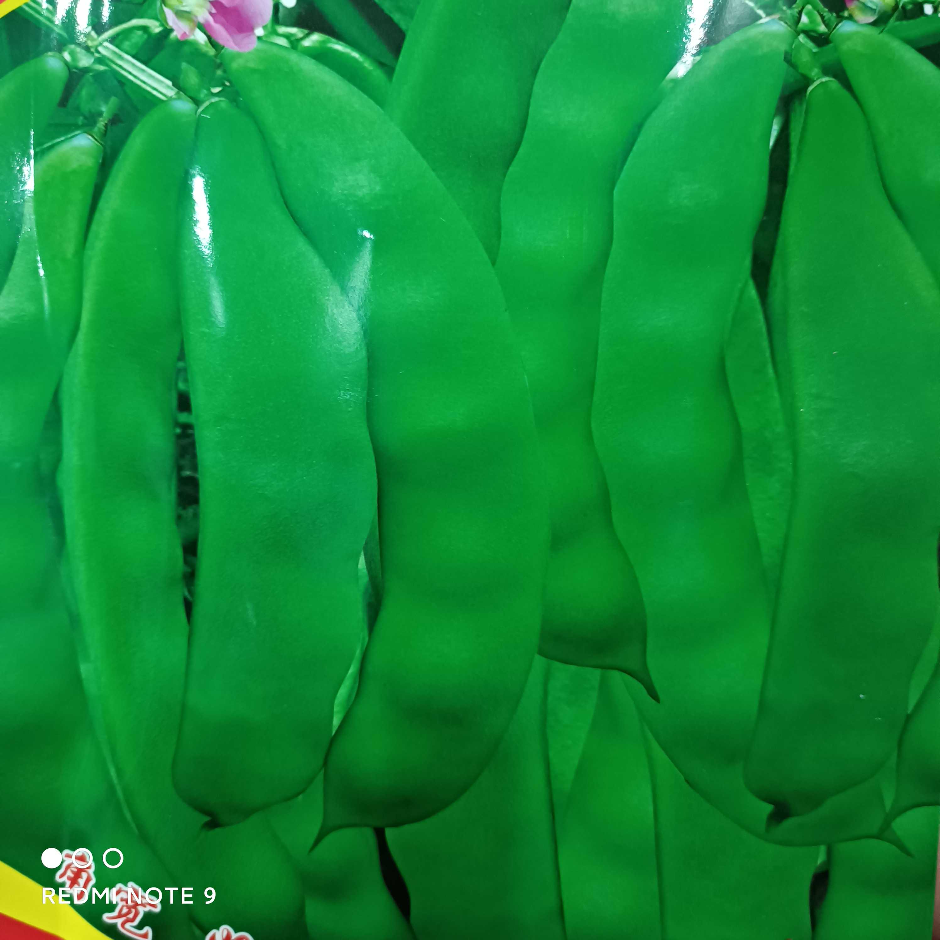 摘不够地油豆角50克大油豆角芸豆芸豆角