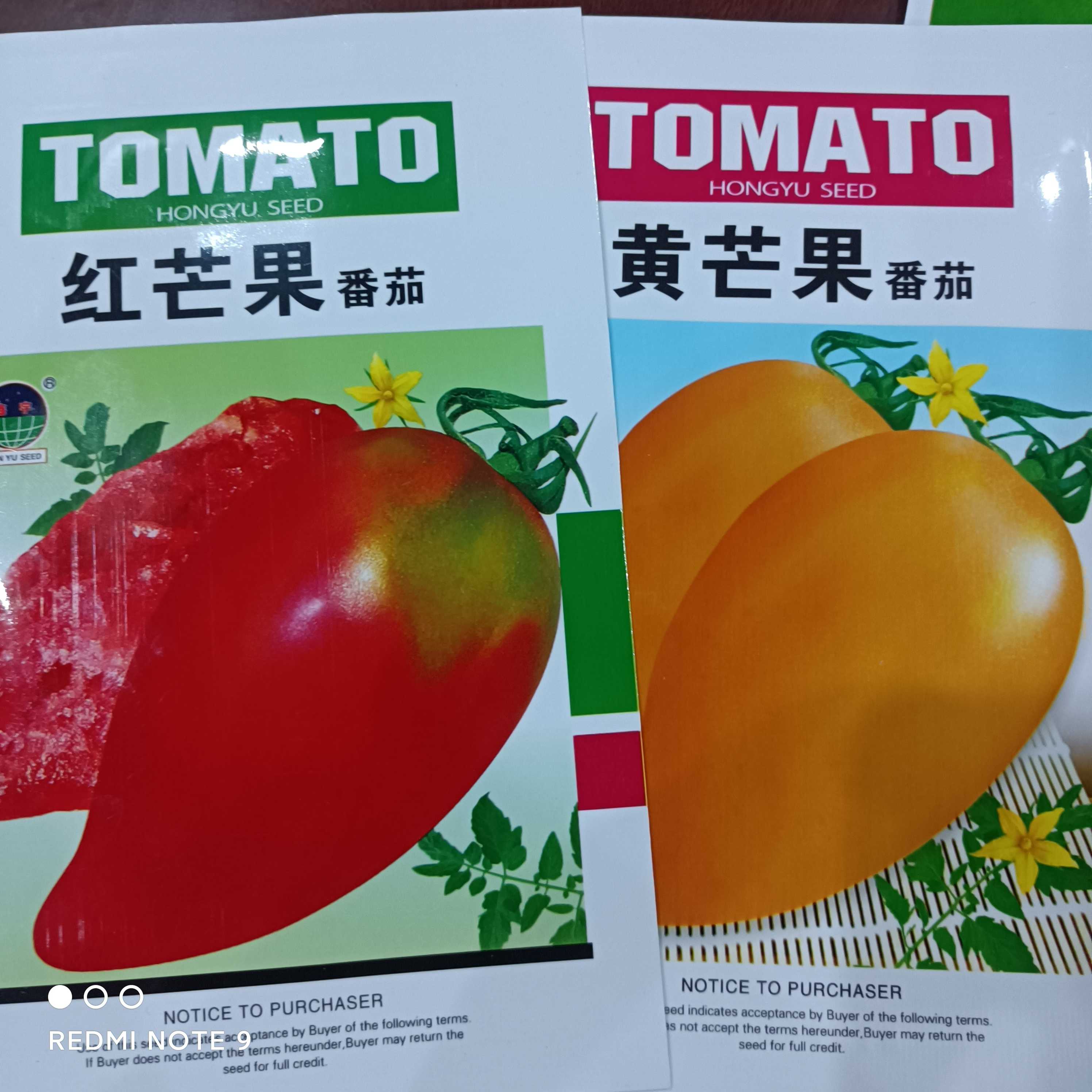 芒果番茄柿子100粒芒果种子黄芒果蔬菜