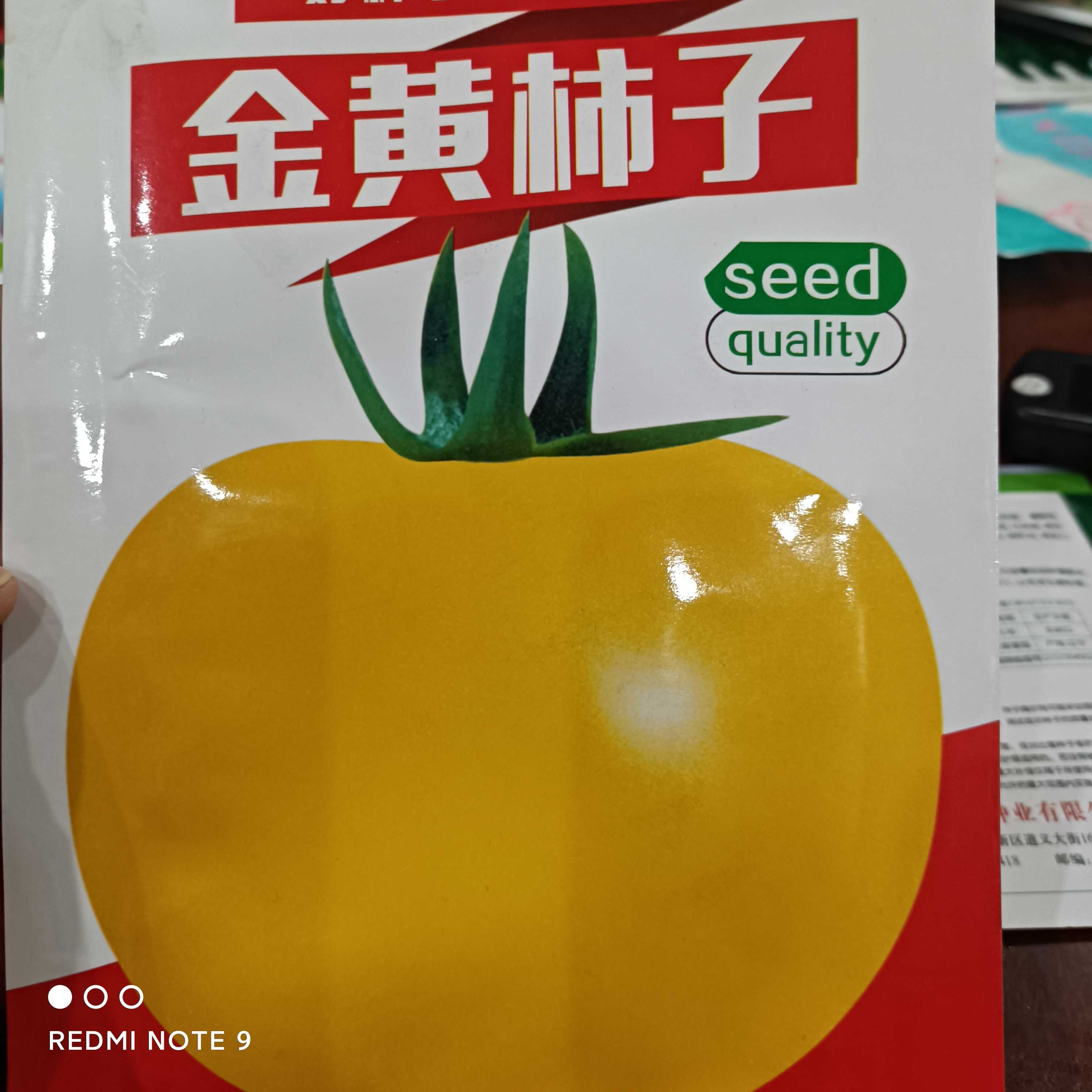 金黄柿子西红柿种子蔬菜种子大柿子蔬菜300粒柿子籽黄色水果