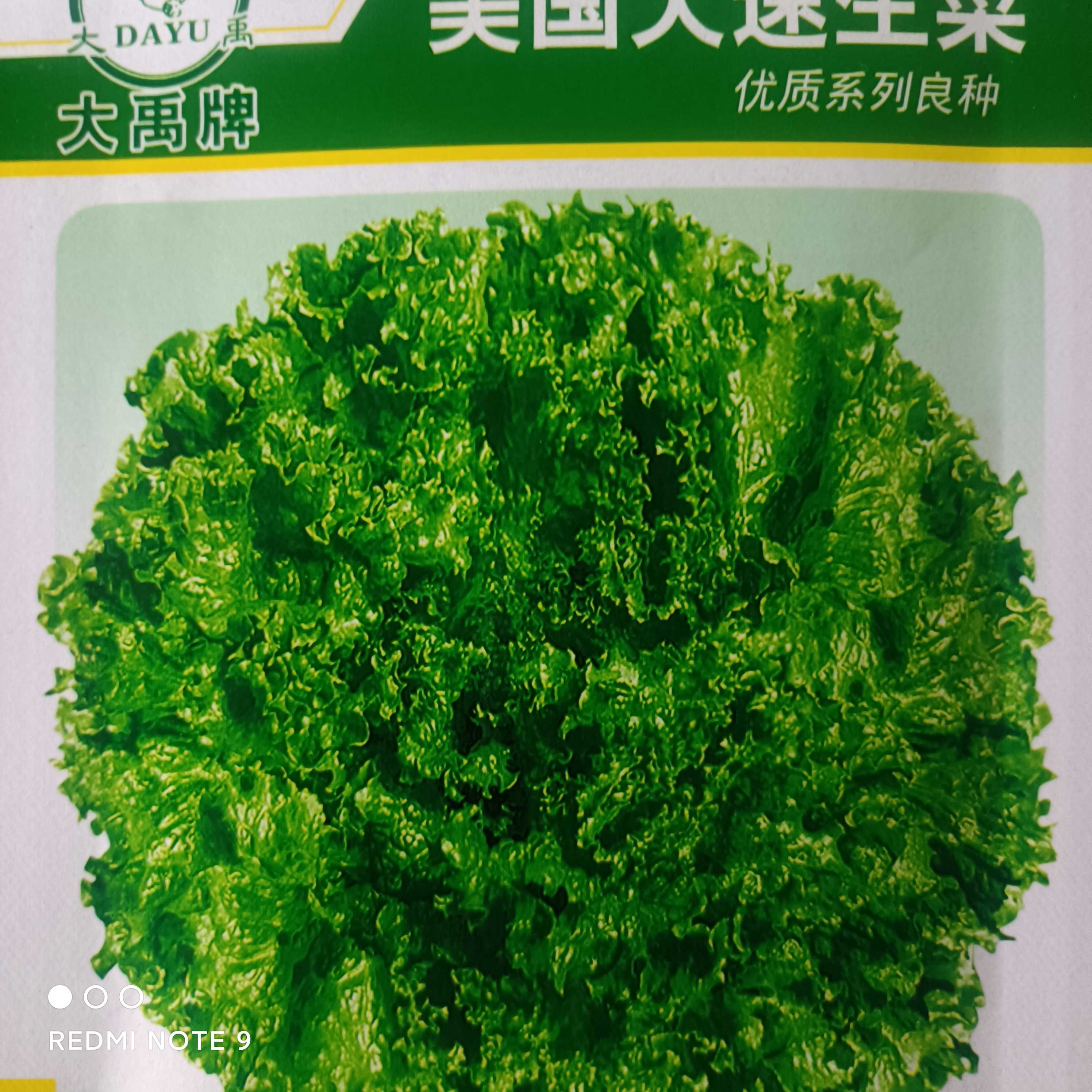 生菜种子美国大速生菜高产四季蔬菜羽衣甘蓝全年生菜蔬菜种子正宗