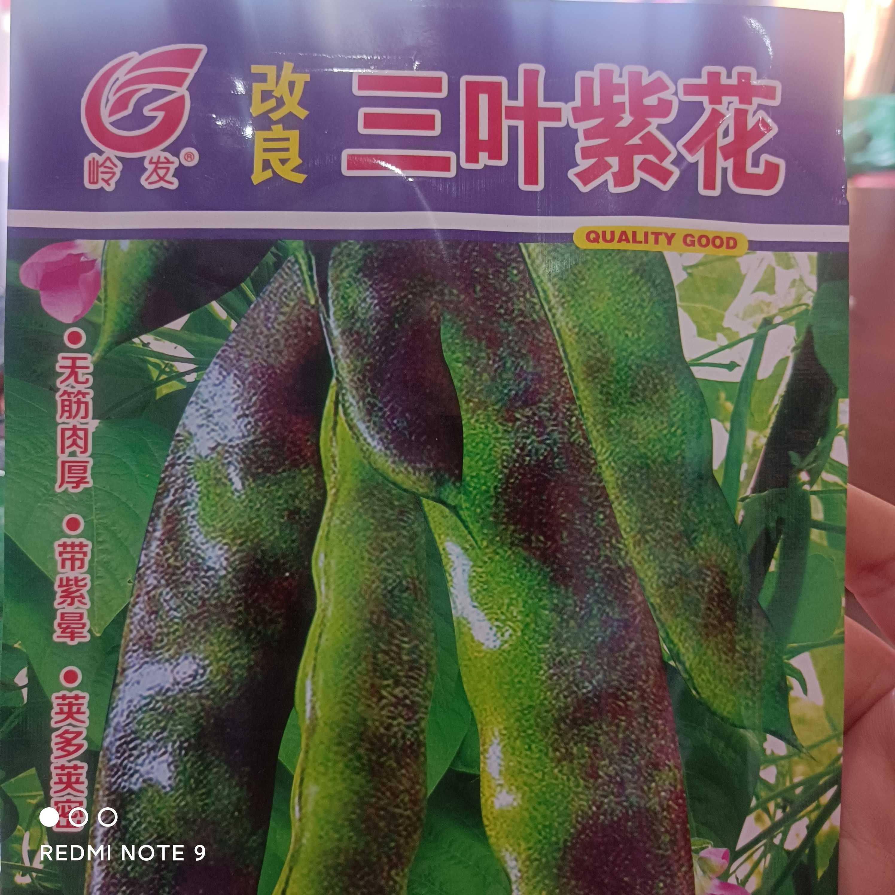 三叶蔬菜紫花早熟豆角子50克紫花油豆角