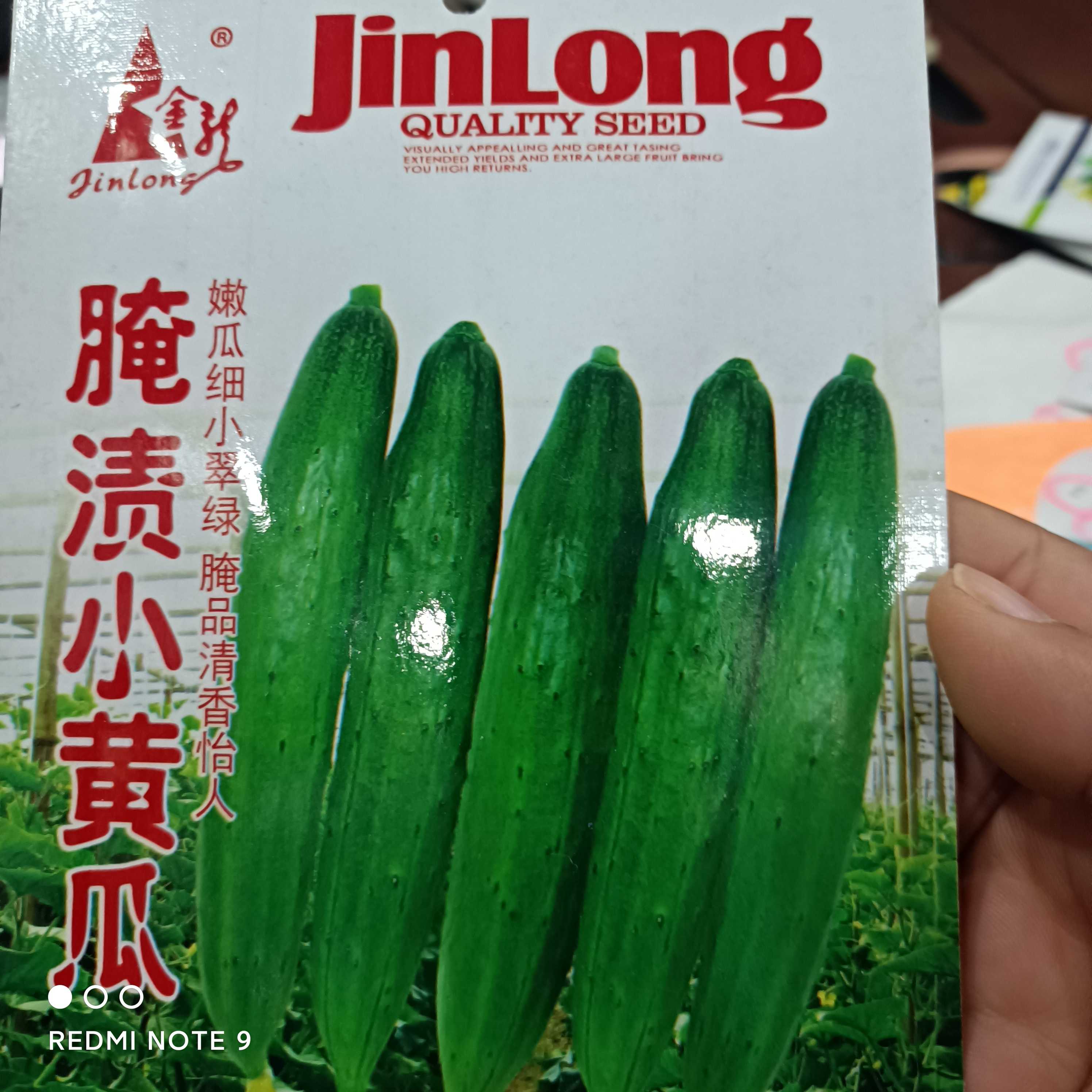 腌渍小黄瓜100粒