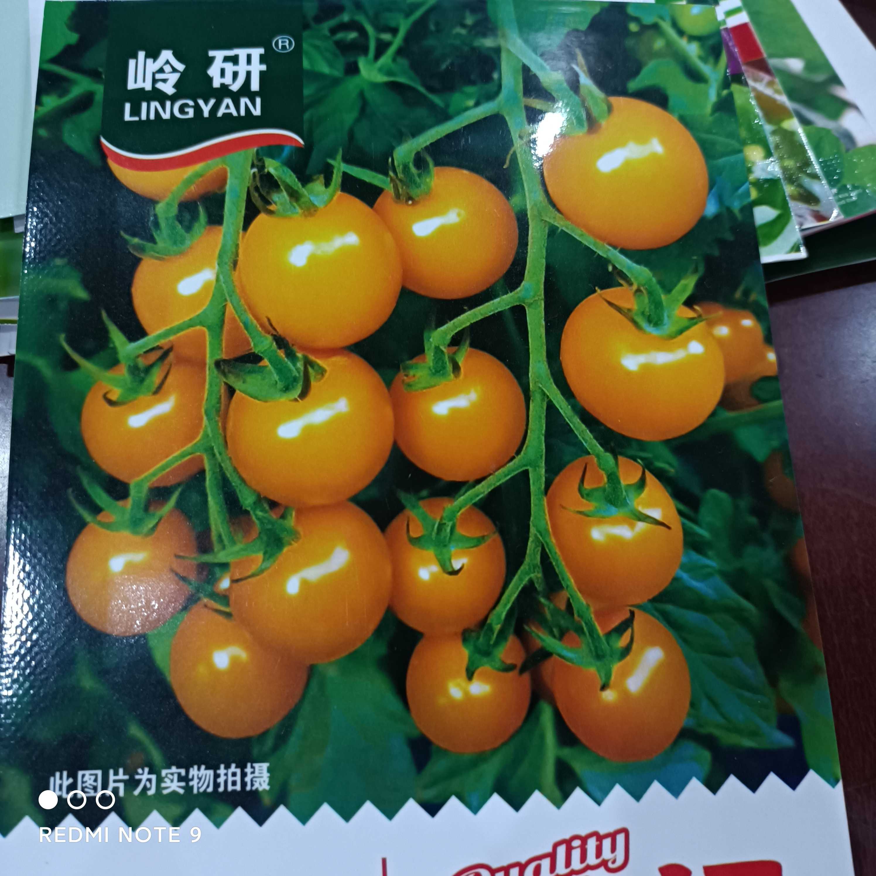 贵妃番茄西红柿种子西红柿水果小黄柿子柿子籽300粒蔬菜蔬菜种子