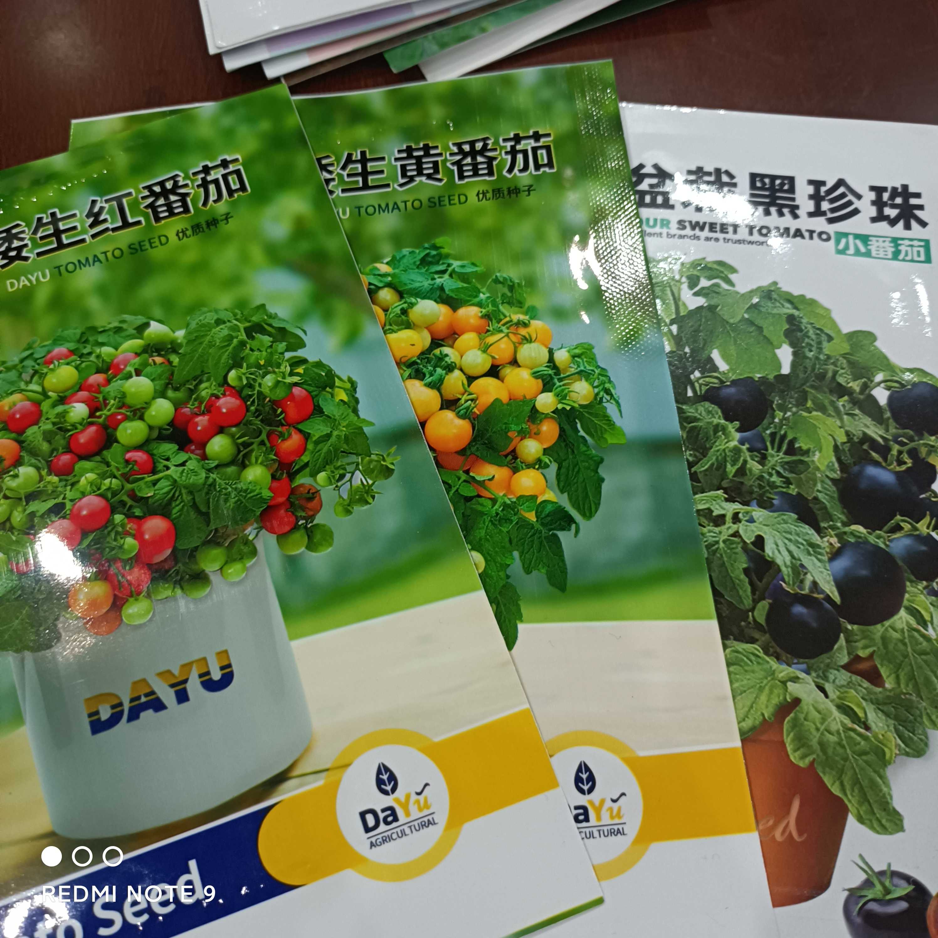 盆栽小柿子拍一发三