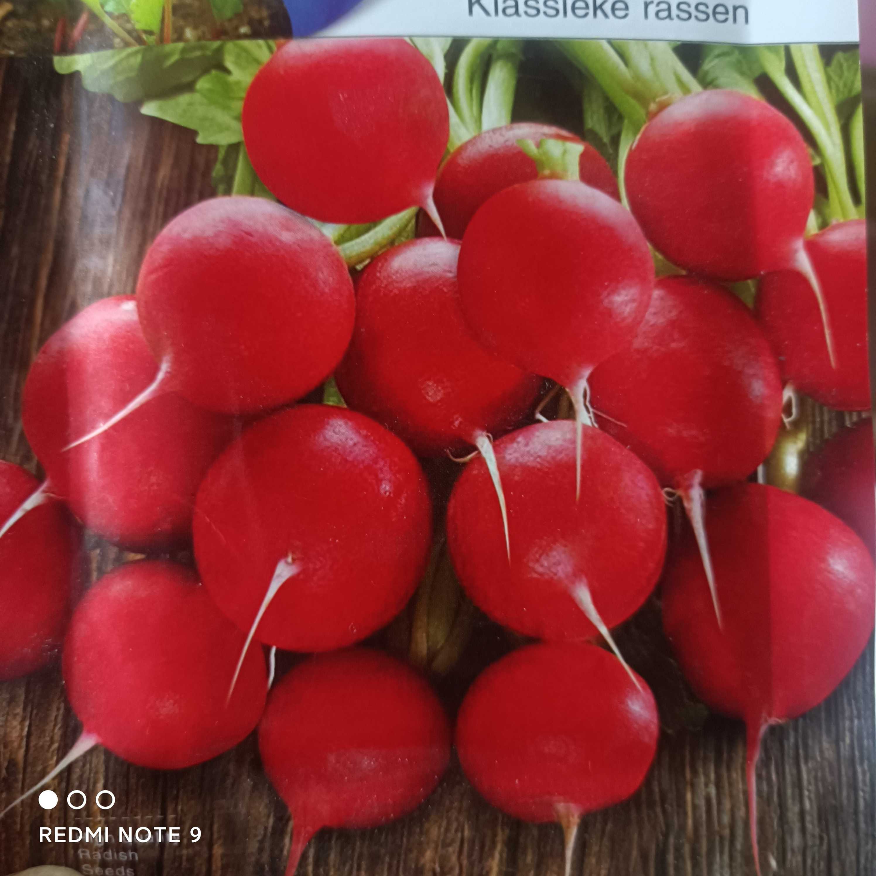 樱桃萝卜正品种子迷你萝卜菜籽四季阳台盆栽蔬菜蔬菜种子四季菜籽