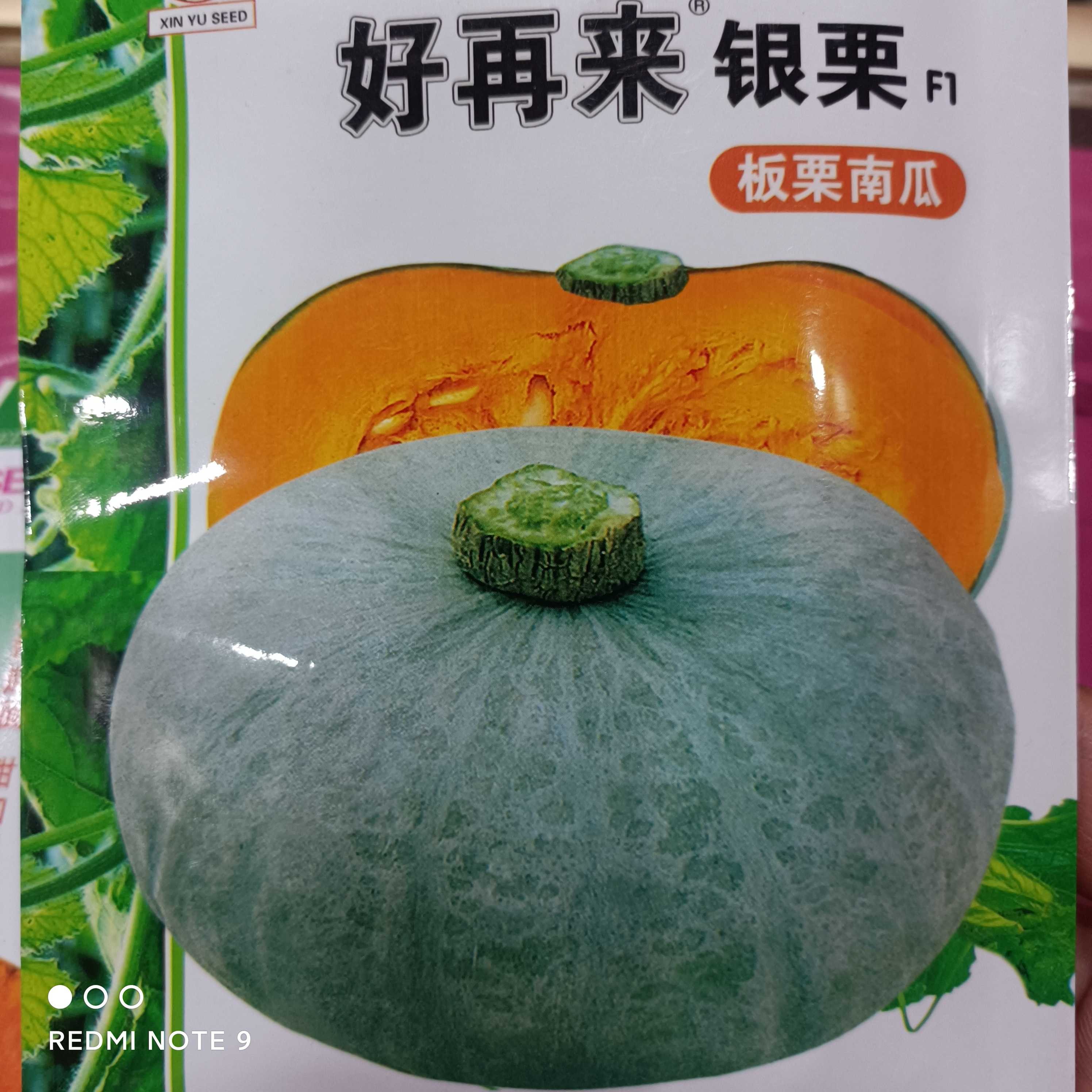 鑫宇银栗板栗南瓜10克