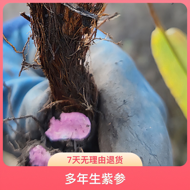 野生紫-参可配甘草拍一斤多送50克食用