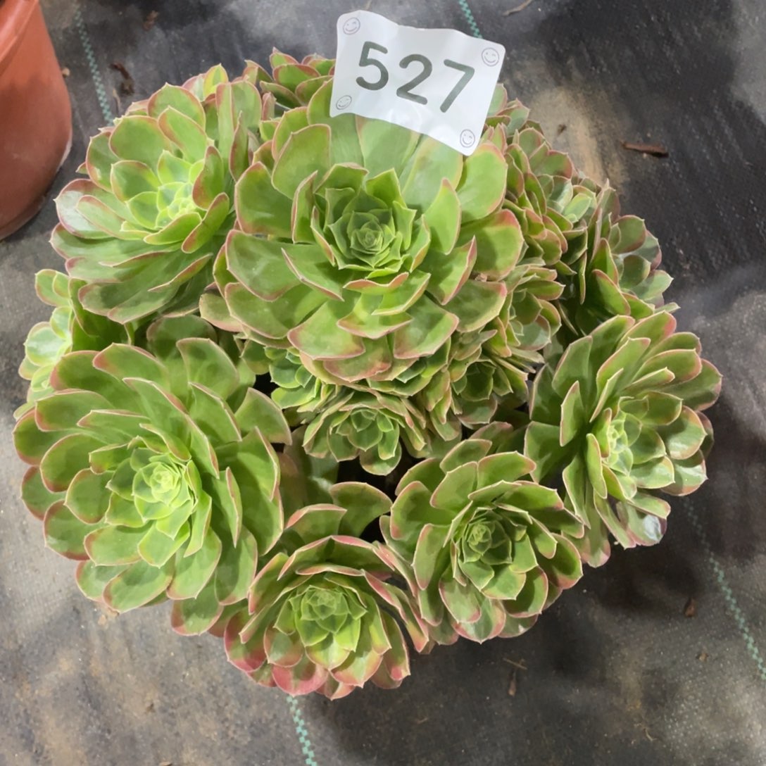 【闪购商品】527万圣节奶白锦  多肉