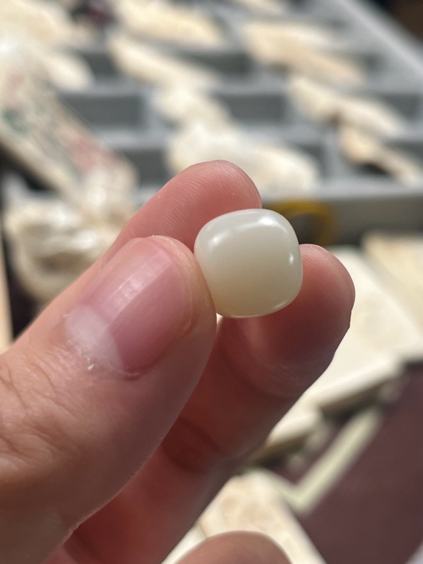 白玉菩提单株12*11大小