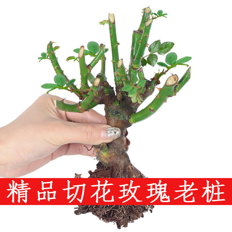 拍1发2 玫瑰老桩四季开花室内外绿植盆栽