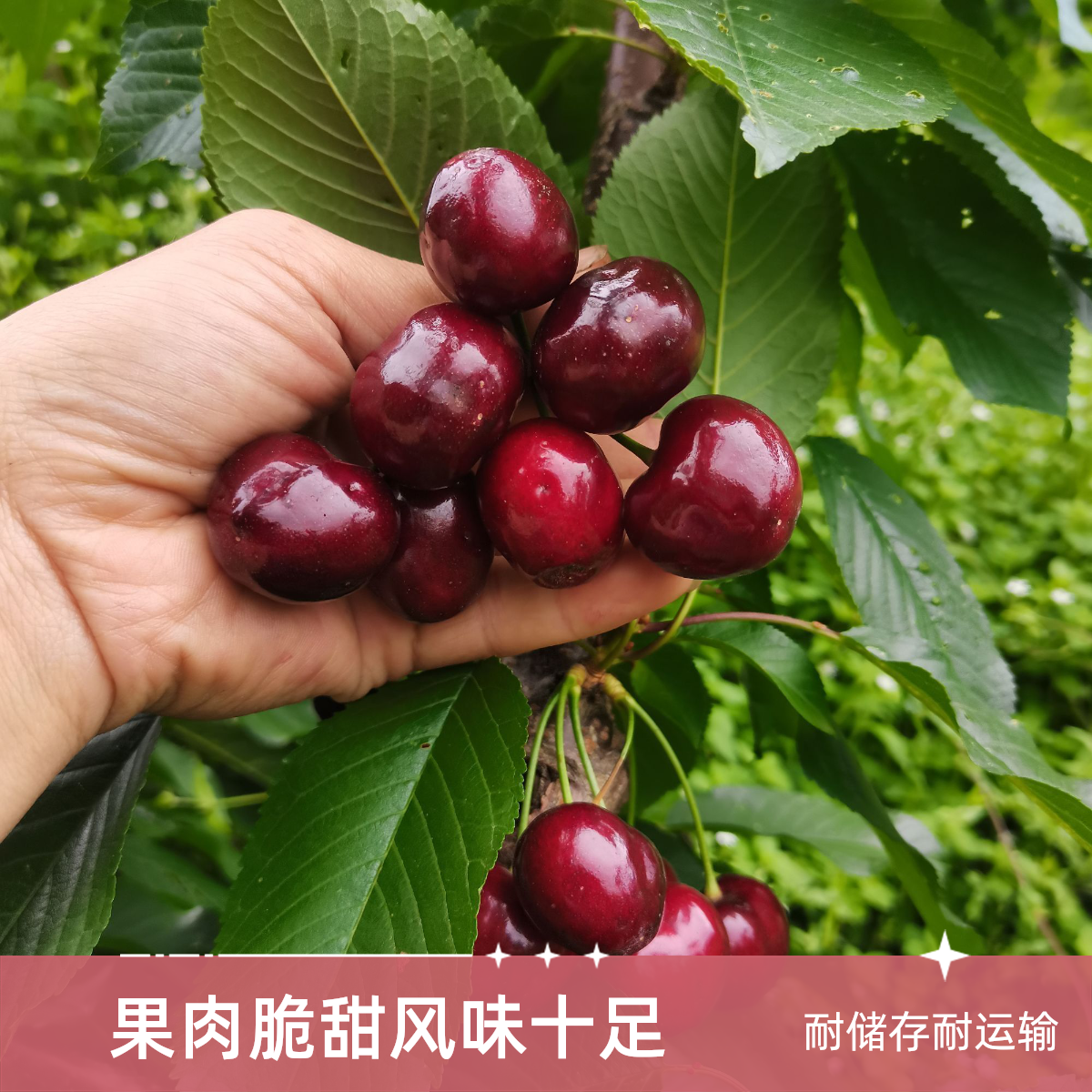 樱味源紫晶真正自花授粉2年车厘子分枝苗早熟绿色结实代养11月发