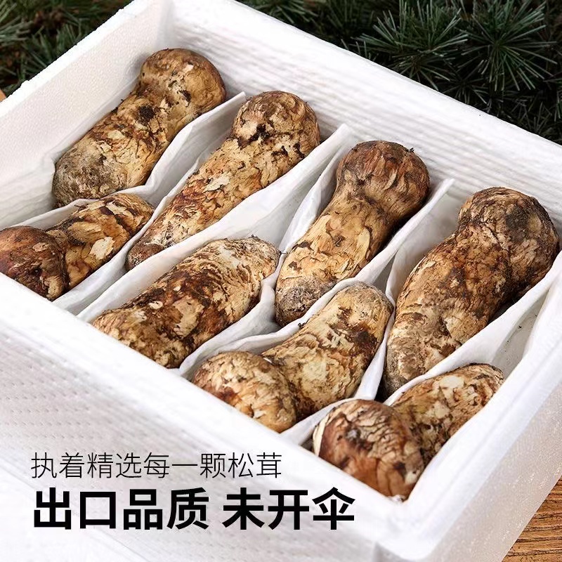 【核心产区】正宗云南香格里拉新鲜松茸   山货 美味甄选
