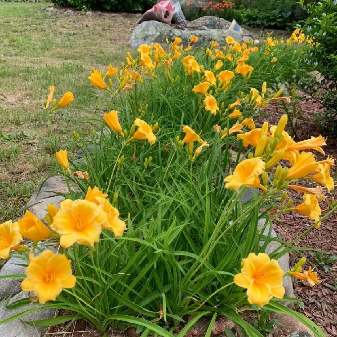 室外庭院绿化植物四季易活萱草花苗多年生宿根耐寒花卉地被矮生花