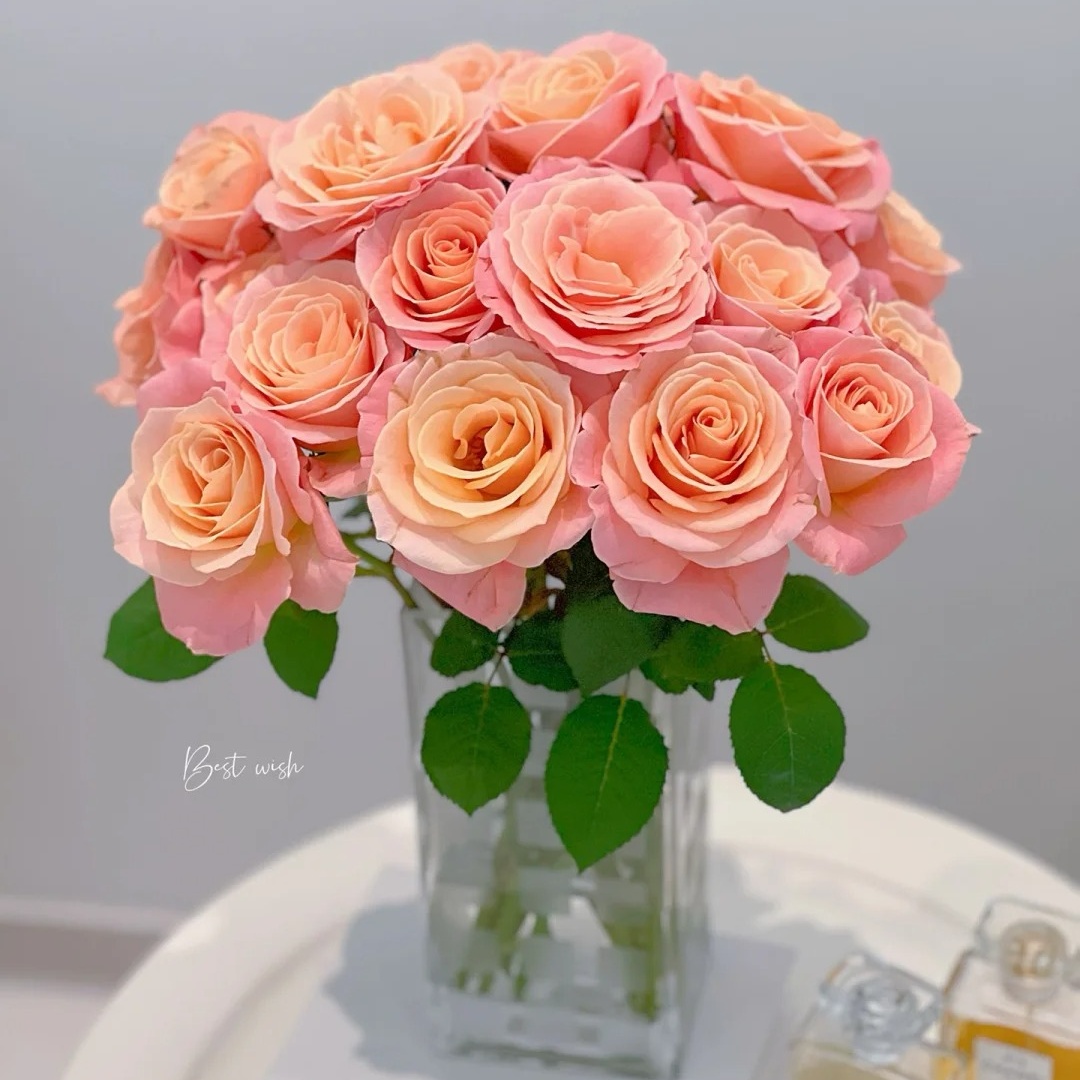 【浙里花】朱小姐玫瑰 基地直发  两单升级EMS空运/京东冷链