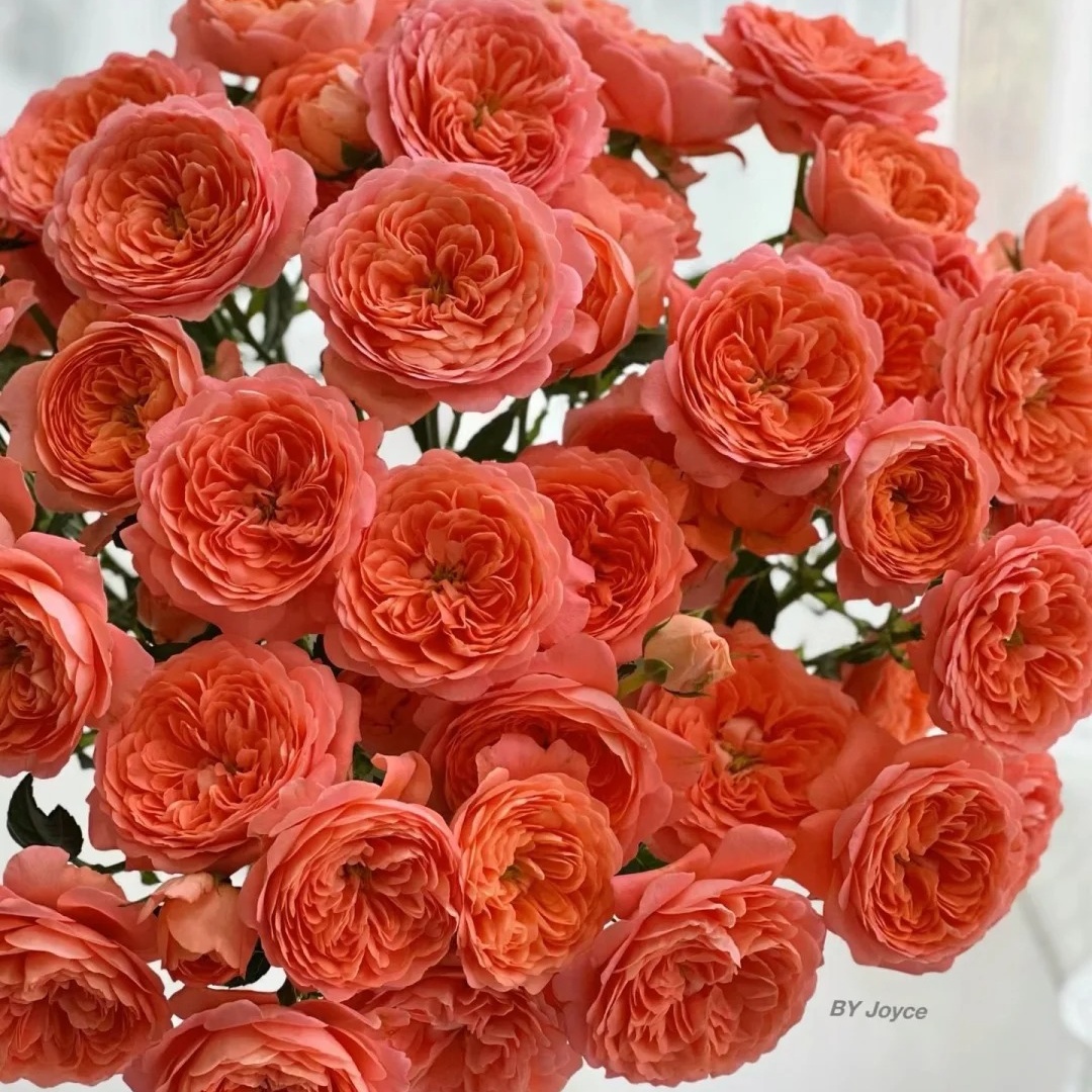 【浙里花】杏色果汁多头玫瑰花 基地直发 两单升级EMS空运/京东冷链