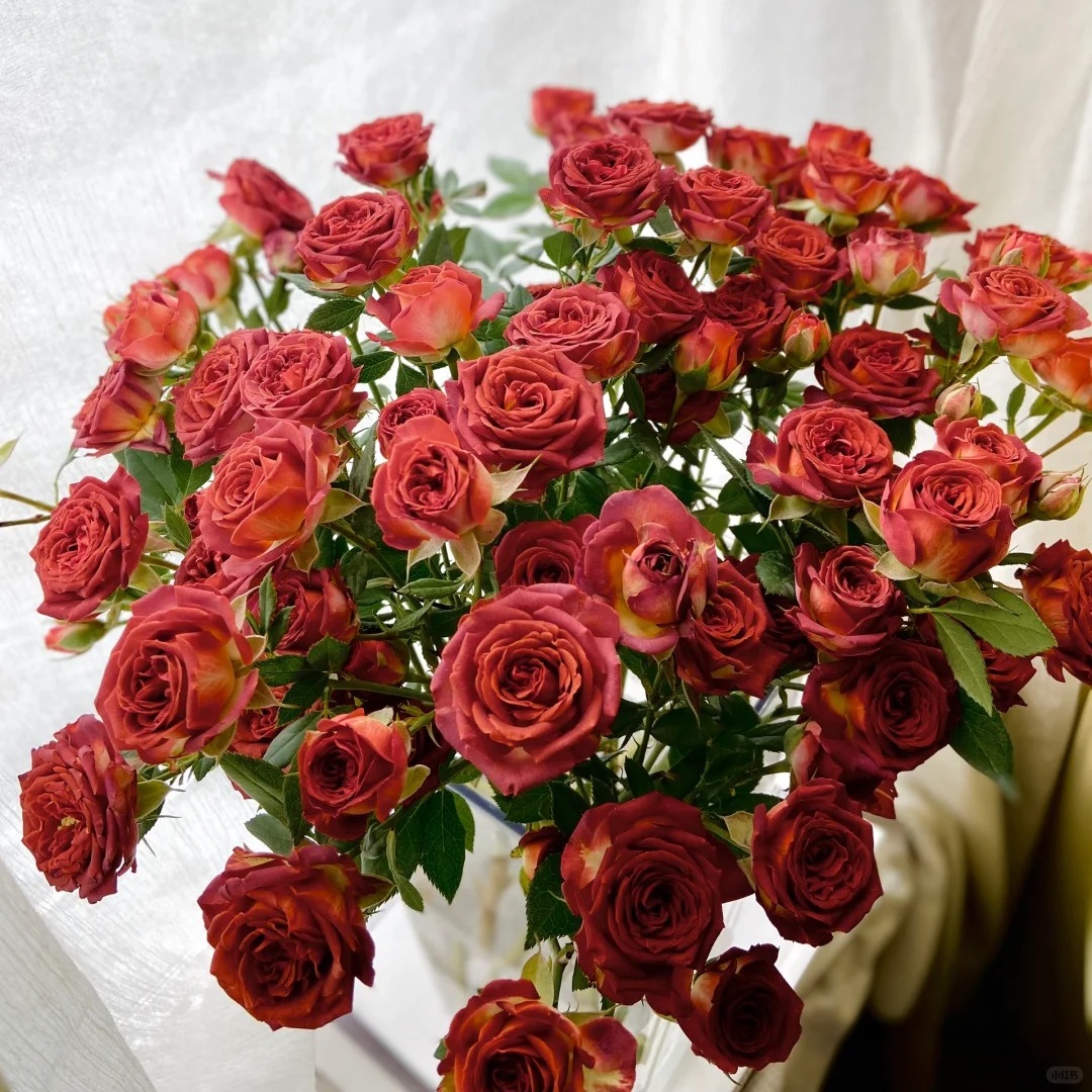 【浙里花】巧克力泡泡  云南昆明基地直发 两单升级EMS空运