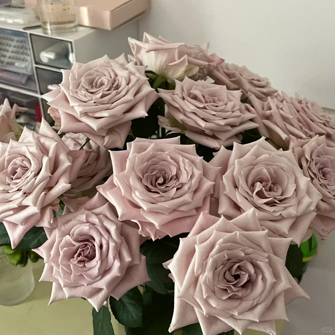 【浙里花】曼塔玫瑰 鲜花基地直发 两单升级EMS空运/京东冷链