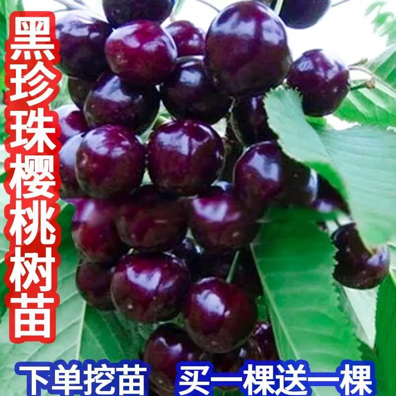 樱桃树苖大樱桃特大樱桃果树苗南方北方种植矮化盆栽地栽当年结果
