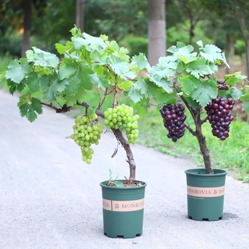 巨峰葡萄苖阳光玫瑰蓝宝石葡萄树苗无籽南方北方种植盆栽庭院爬藤