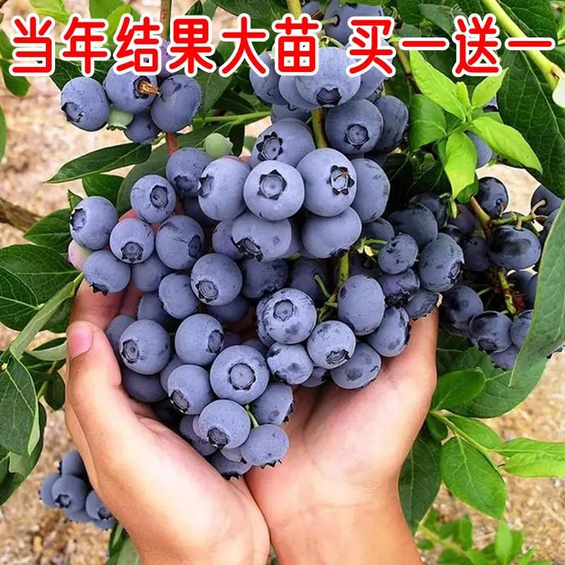 特大果蓝莓树苗（原土发货）南方北方盆栽地栽种植当年结果蓝莓苗