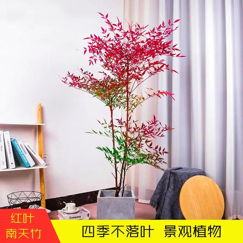 南天竹树苗绿化苗木庭院观果观叶植物南天竺火焰红天竹苗盆景盆栽