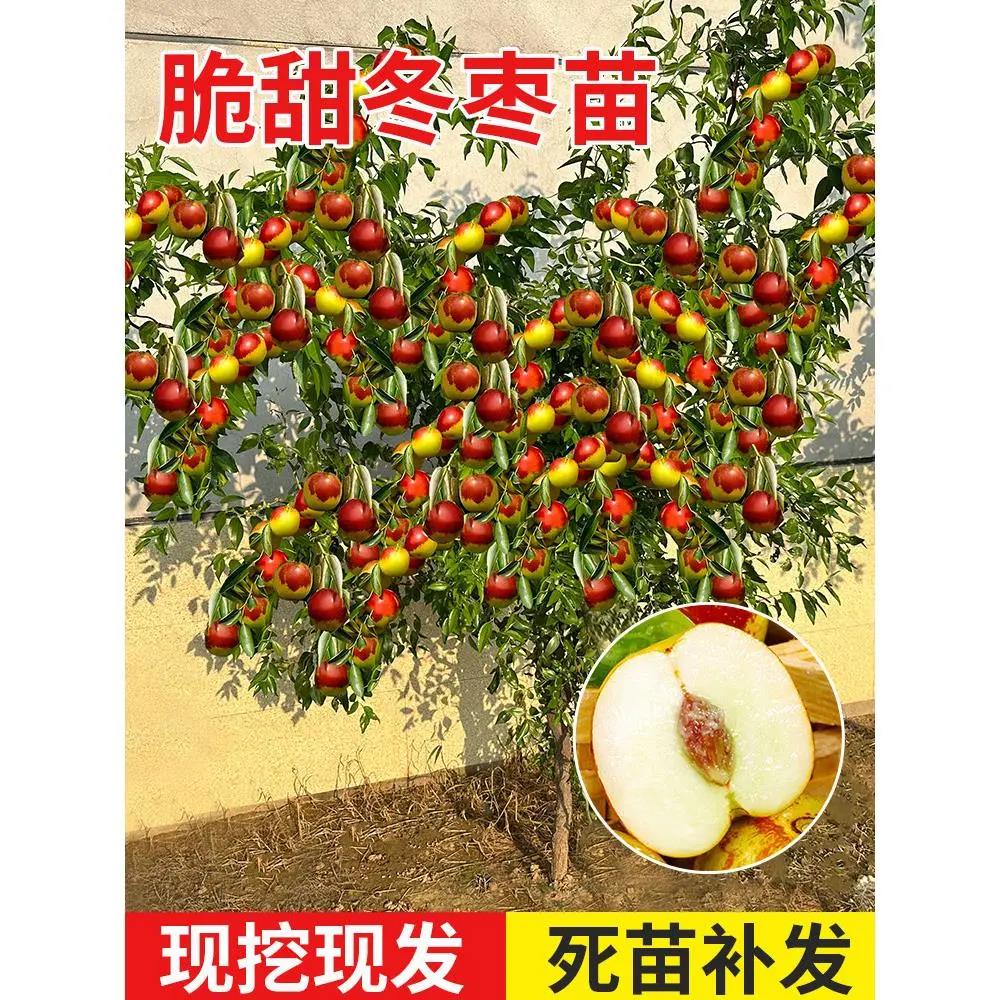 枣树活苗嫁接冬枣地栽果树果苗当年结果北方南方大枣超甜特大庭院