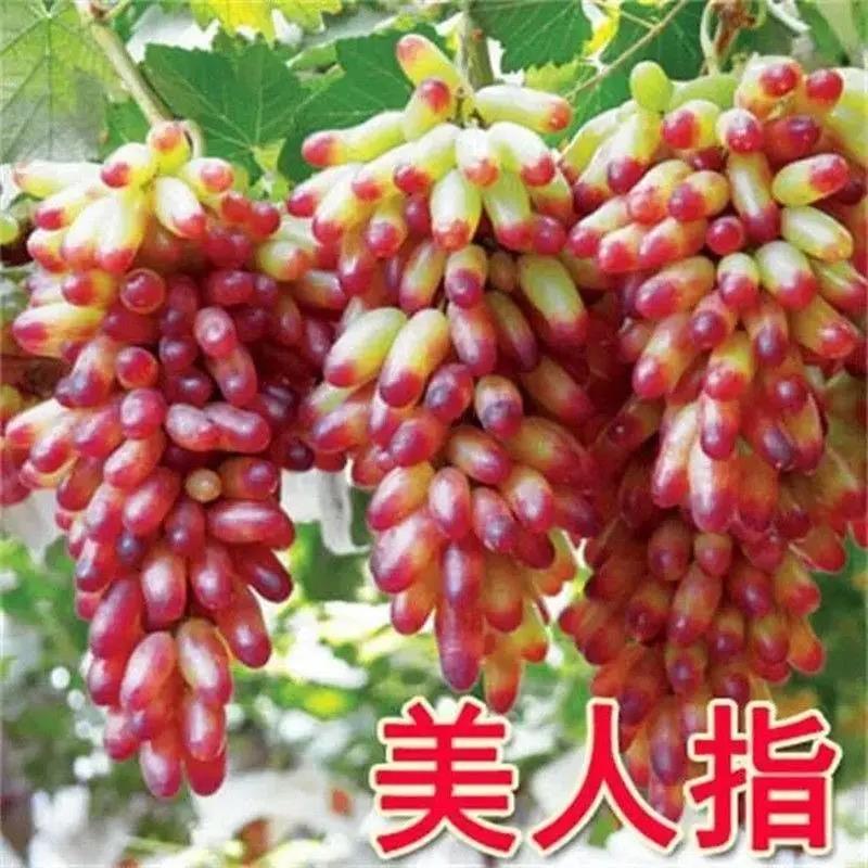 美人指葡萄树苖特大爬藤葡萄树苗南方北方盆栽地栽四季种植果树苗