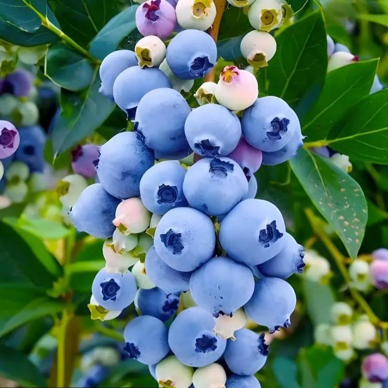 特大蓝莓树果苗盆栽地栽带果发货南北方种植奥尼尔蓝莓苗当年结果
